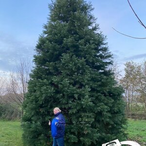 Mammutbaum, klein kann ja jeder :-)