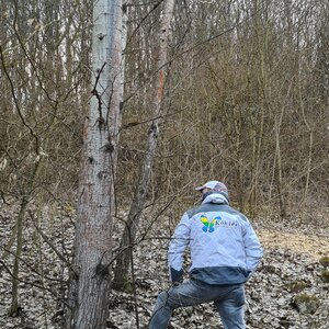 Im Wald an Knauf Men in wihte gedacht