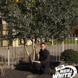 Eukalyptus auf dem Betriebsgelände :)